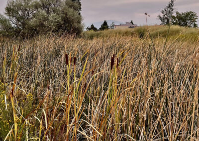 Grasses growing at The Old Strength Farm